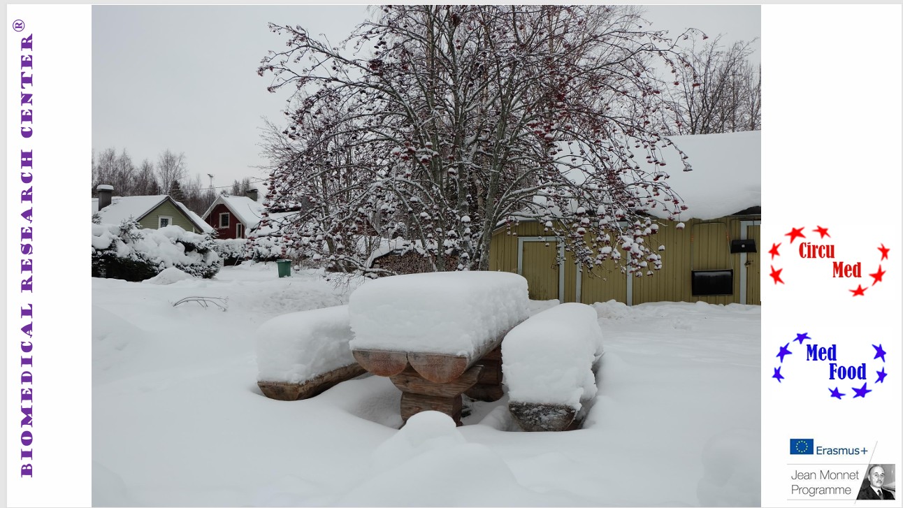 Досвід імплементації проєктів Жана Моне в Сумському державному університеті